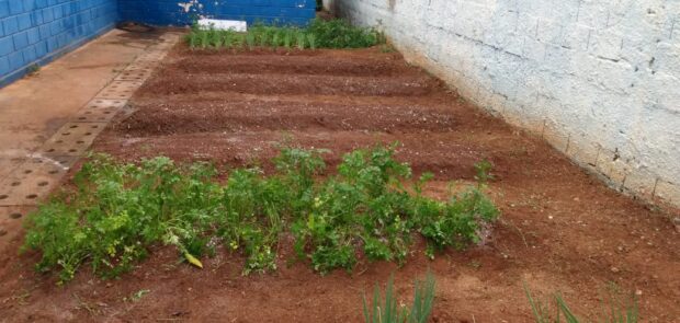 Cultivando educação ambiental com o Projeto de Horta Escolar 