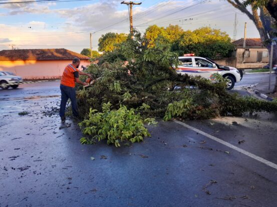 Temporal com fortes ventos provoca queda de árvores em Capão Bonito