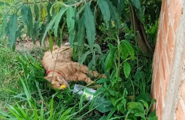 GCM de Capão Bonito recebe denúncia de envenenamento em massa de animais no CDHU da Vila Maria