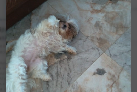 Guarda Civil Municipal de Capão Bonito atua com rapidez no socorro a animal vítima de envenenamento