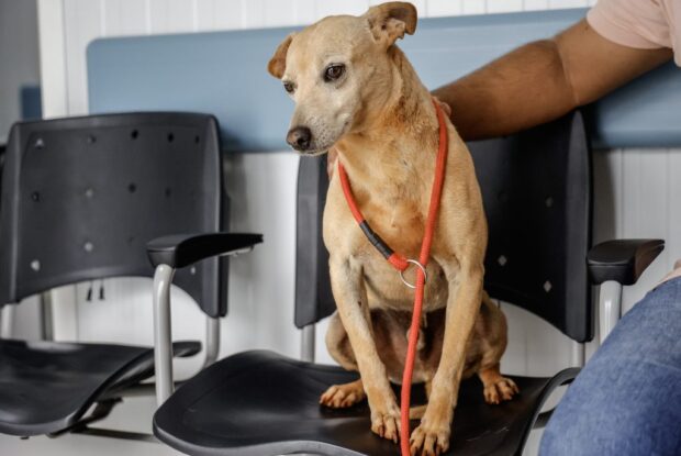 Capão Bonito projeta 1.500 castrações em 2026 e amplia política de bem-estar animal