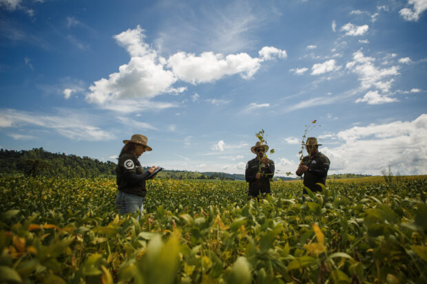 Rally da Safra inicia avaliação de lavouras de soja no Sudeste e Sul