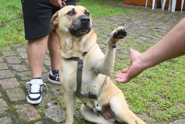 Inscrições abertas para mais uma etapa de castração no Jardim da Amizade e Vila Aparecida 