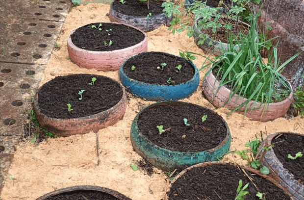Cultivando educação ambiental com o Projeto Horta Escolar na Escola Municipal Monsenhor Pedro José Vieira