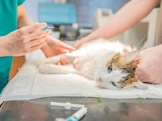 Capão Bonito alcança quase 1.500 castrações no primeiro semestre e se destaca na proteção animal