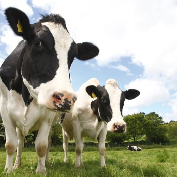 Friesian Cows