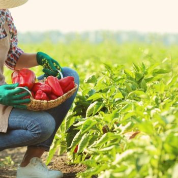 Mulheres-no-agronegocio