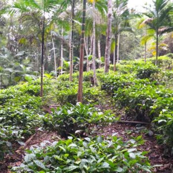 manejo-de-chazal-e-vegetacao-secundaria-com-palmeira-jucara-Programa-de-recuperacao-da-palmeira-jucara-dobra-numero-de-familias-e-triplica-areas